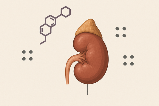 Cortisol: Das Stress- und Überlebenshormon