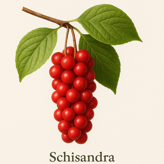 Natürliches Antidepressivum? Schisandra – Die „Fünf-Geschmacks-Frucht“